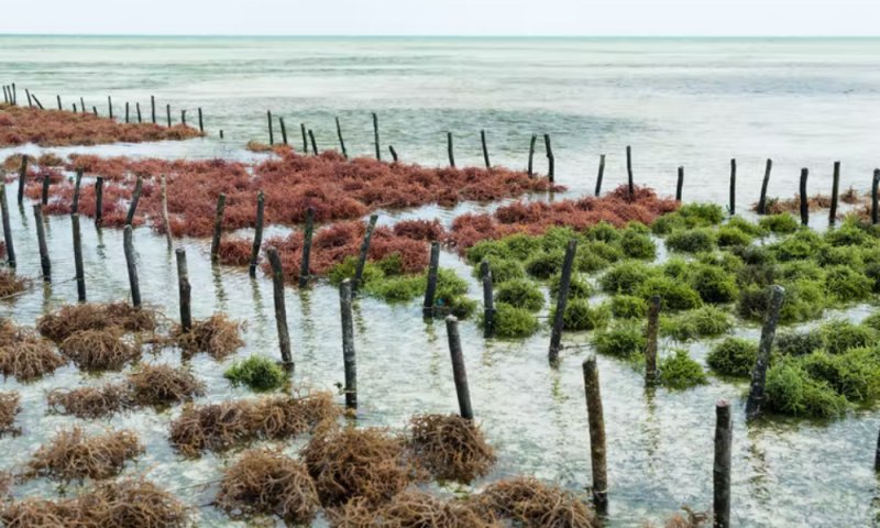 Ocean growth Farming To Fight Climate Change